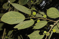 Ficus exasperata